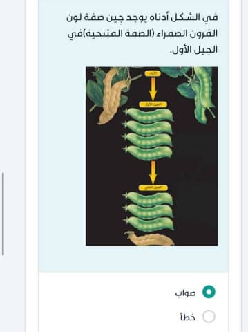 في الشكل أدناه يوجد جين صفة لون القرون الصفراء (الصفة المتنحية) في الجيل الأول.