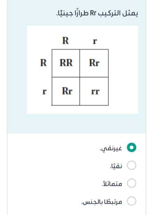 يمثل التركيب Rr طرازا جينيا